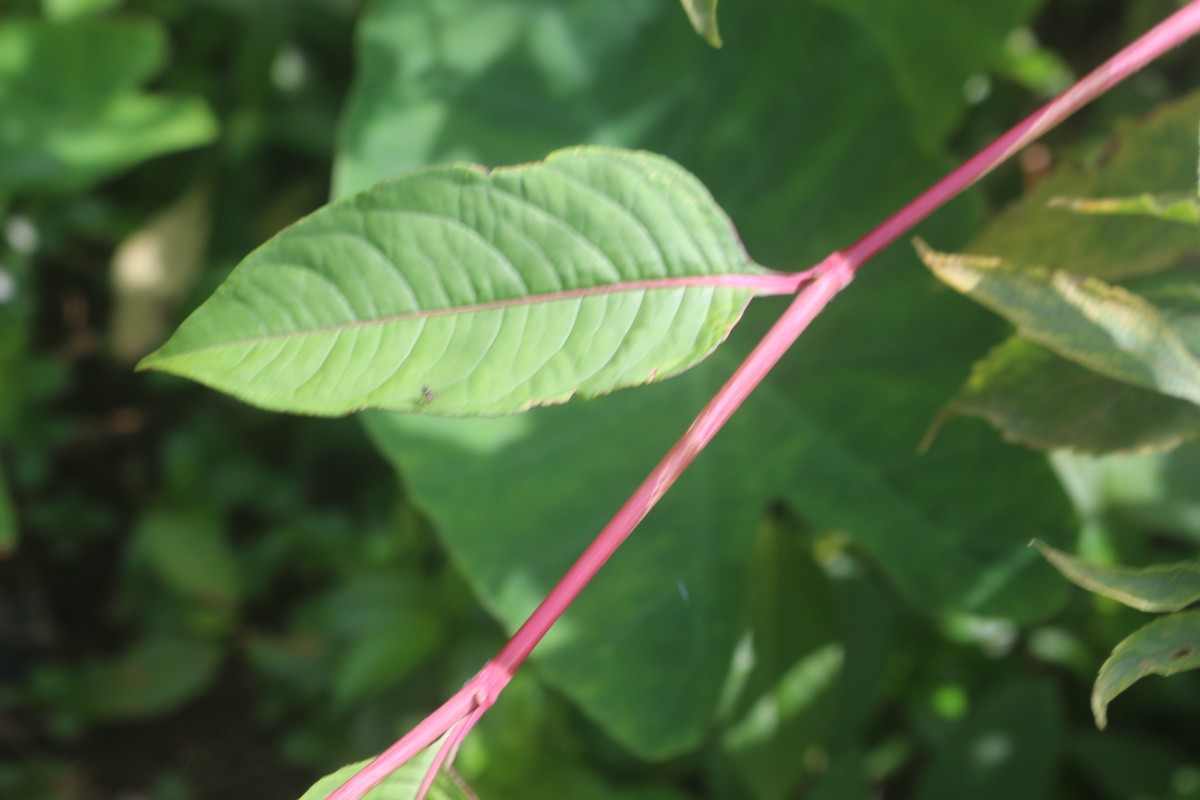 Persicaria chinensis (L.) H.Gross